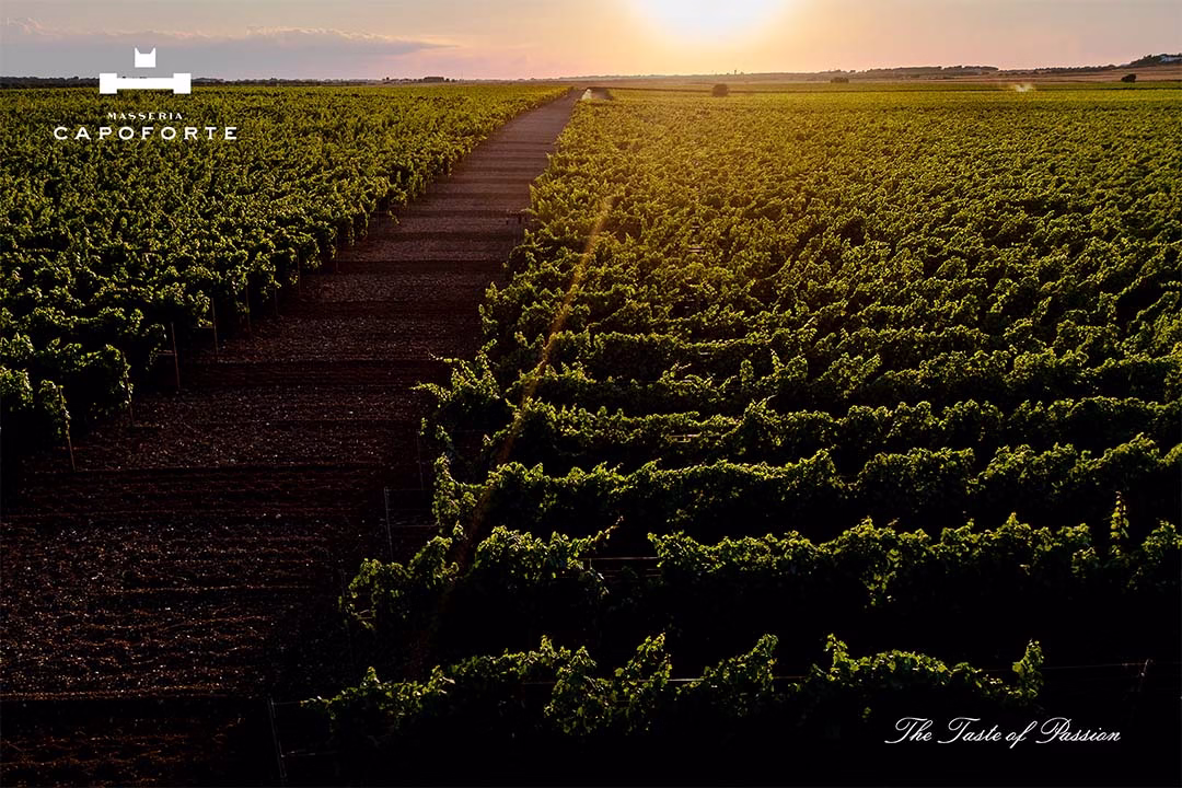 Masseria Capoforte 2025 vendemmia salento 1080x720