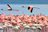 Discovering Salento: Salina dei Monti, a place with wild nature and pink flamingos.