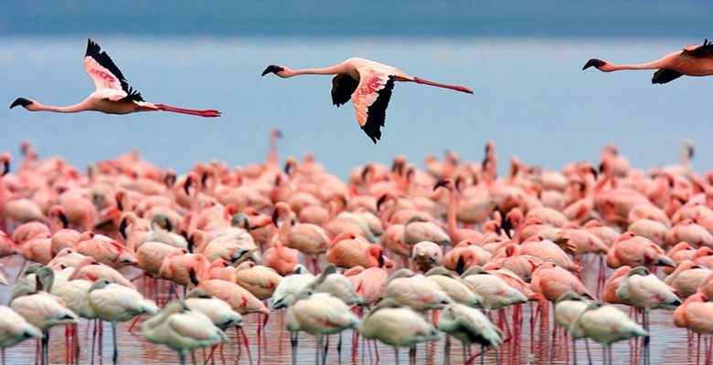 Salento zum Entdecken: die Salina dei Monaci zwischen wilder Natur und rosa Flamingos.  